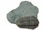 Prone Flexicalymene Trilobite - Mt Orab, Ohio #347289-1